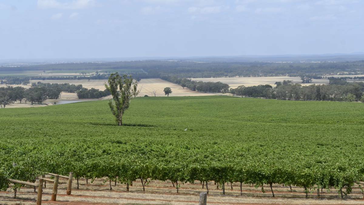 Central Victorian vineyards in January. Picture: NONI HYETT