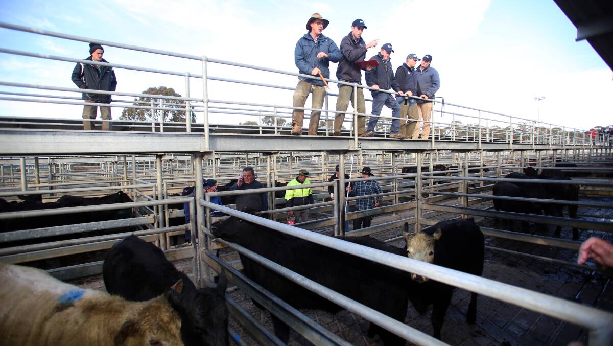 Agents sell cattle at the Bendigo Livestock Exchange. Picture: GLENN DANIELS