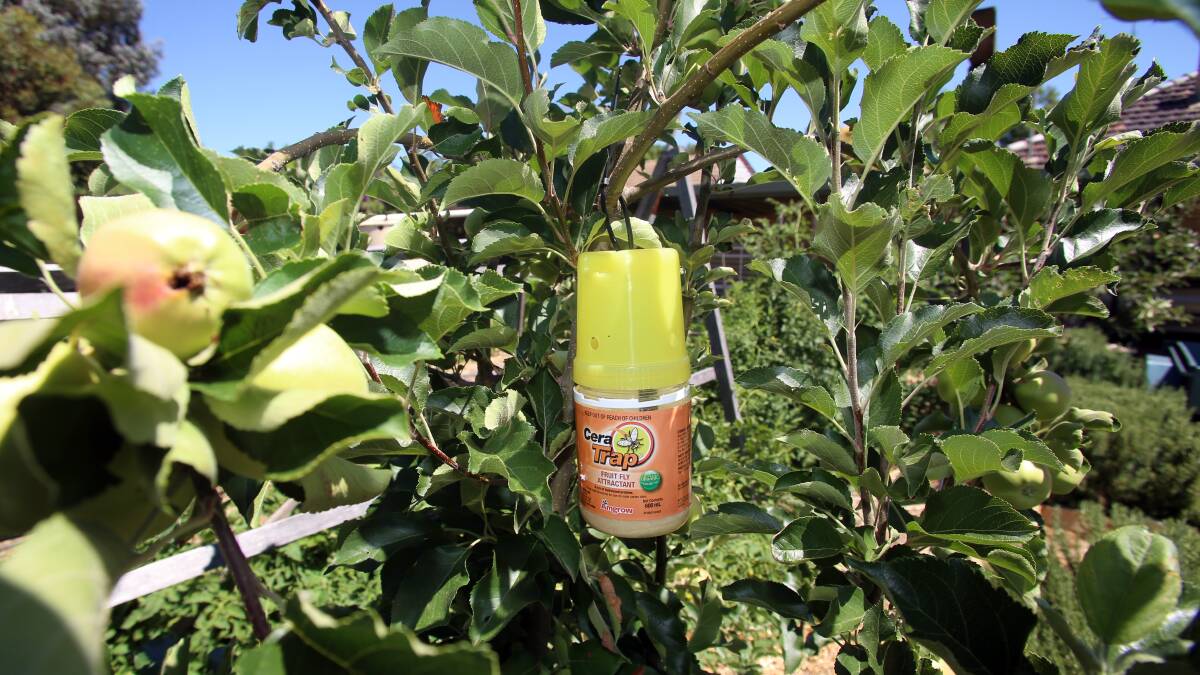 FIGHTING BACK: A fruit fly trap in action on a Greater Bendigo apple tree. Picture: GLENN DANIELS