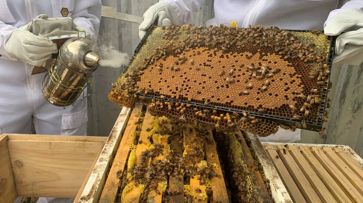 UP TO DATE: Beekeeping software innovator Simon Mildren demonstrates how he uses technology at his Harcourt beehives. Picture: supplied