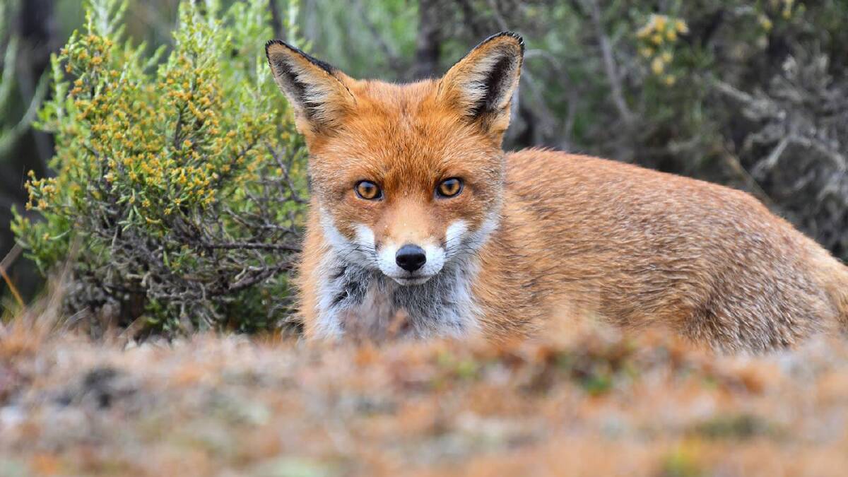 The European Red Fox is a pest species across Australia. Picture: NONI HYETT.