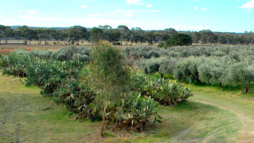 PROTO SKINCARE: Prickly pears and olive trees on the Wedderburn property, which are used to create organic sckincare. Picture: SUPPLIED