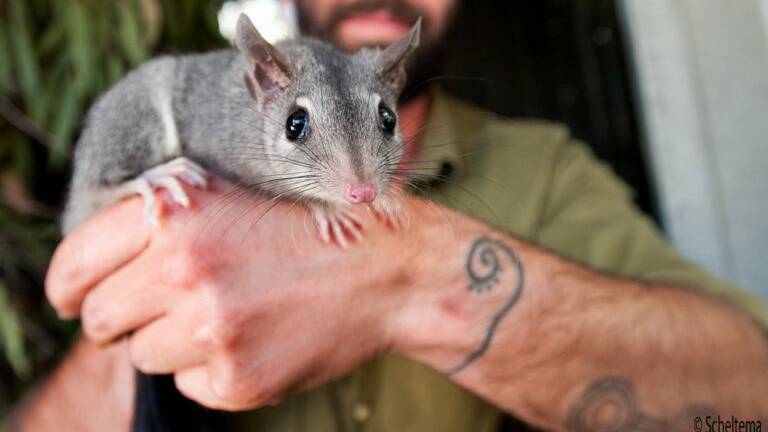 A brush tailed phascogale. Picture: supplied