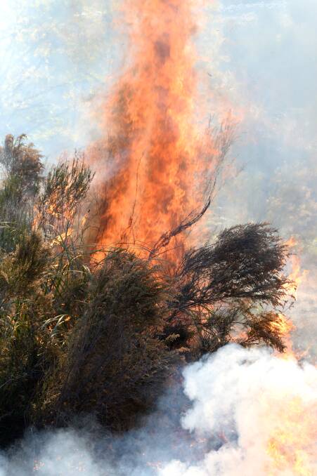 FOREST SAFE: A planned burn in White Hills in 2018. Picture: DARREN HOWE