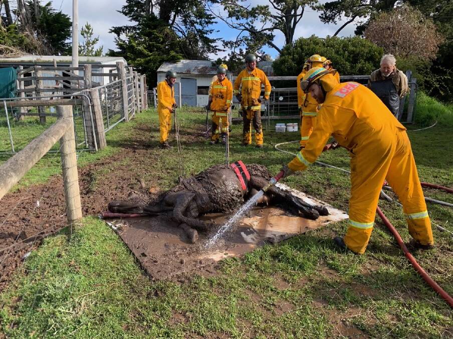 Three moos for CFA as crews rescue cow submerged in mud