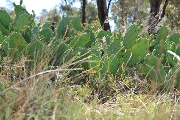 An area of the park infested with prickly pear.