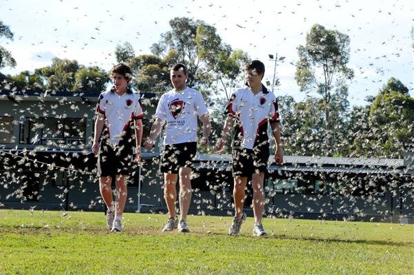SWARM: White Hills cricketers Tom Schultz, first XI vice-captain Aaron Monro and David Blume inspect their locust-covered home ground at Scott Street yesterday.  Picture: JIM ALDERSEY