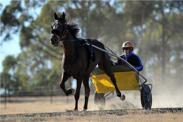 SMOOTH MOVER: Todd Matthews drives Will Trapper in training at Sedgwick