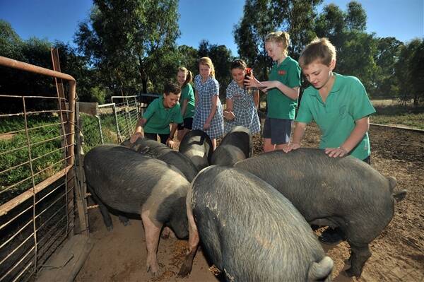 Grade 6 students check the school’s Wessex saddleback pigs.