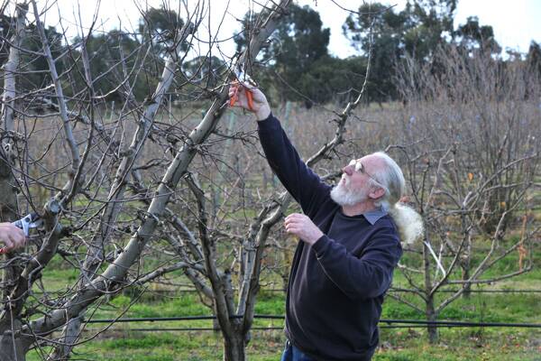 MAINTENANCE: Drew Henry prunes his apple trees.