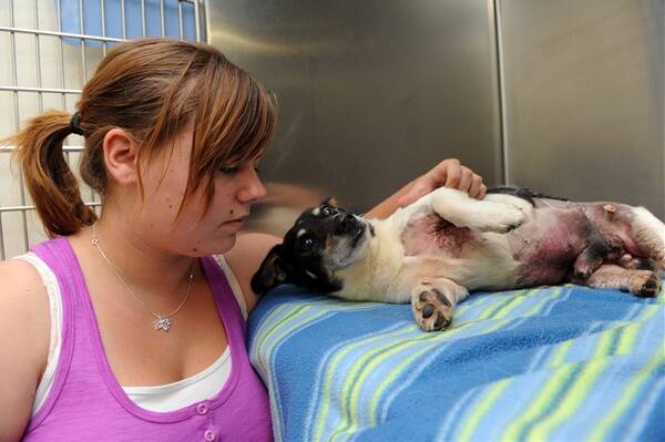 UPSET: Shantelle Botham with her dog Luigi, who is recovering after being attacked by two dogs on Monday.