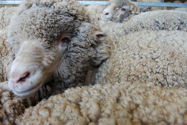 More than 30,000 people are expected to attend the 135th Australian Sheep and Wool Show.