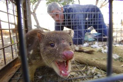 REMARKABLE: Farmer Colin Koch with the spotted tail quoll, caught in a fox trap.