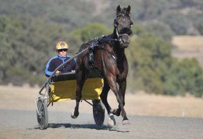 SMART WORKERS: Will Trapper and driver Todd Matthews train at John Noonan's Sedgwick Stables.