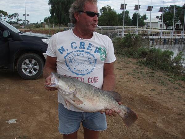 Kevin Booth holds the tagged Murray cod. Picture: SUPPLIED