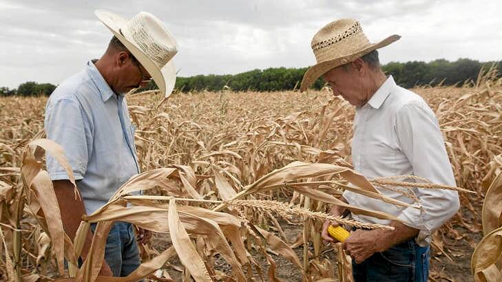Arlan and David Stackley in a corn field hit by drought near El Dorado, Kansas, in July 2012.