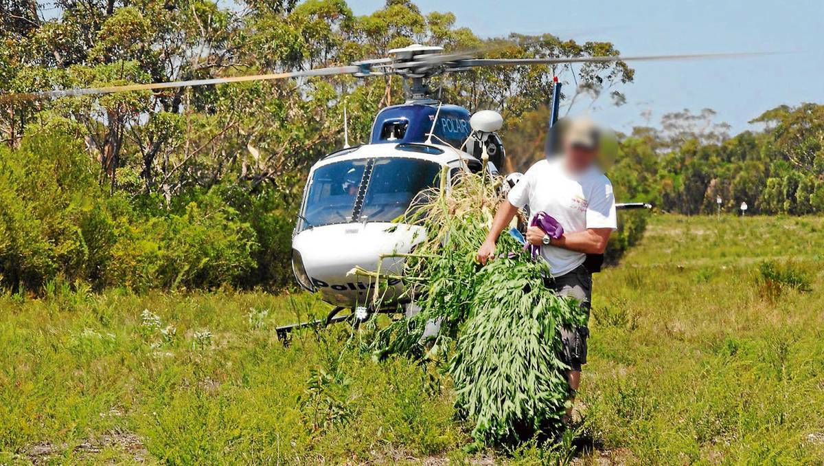 A local police officer retrieves some of the cannabis plants from the PolAir crew found in a number of plantations west of Nowra over the past two days.