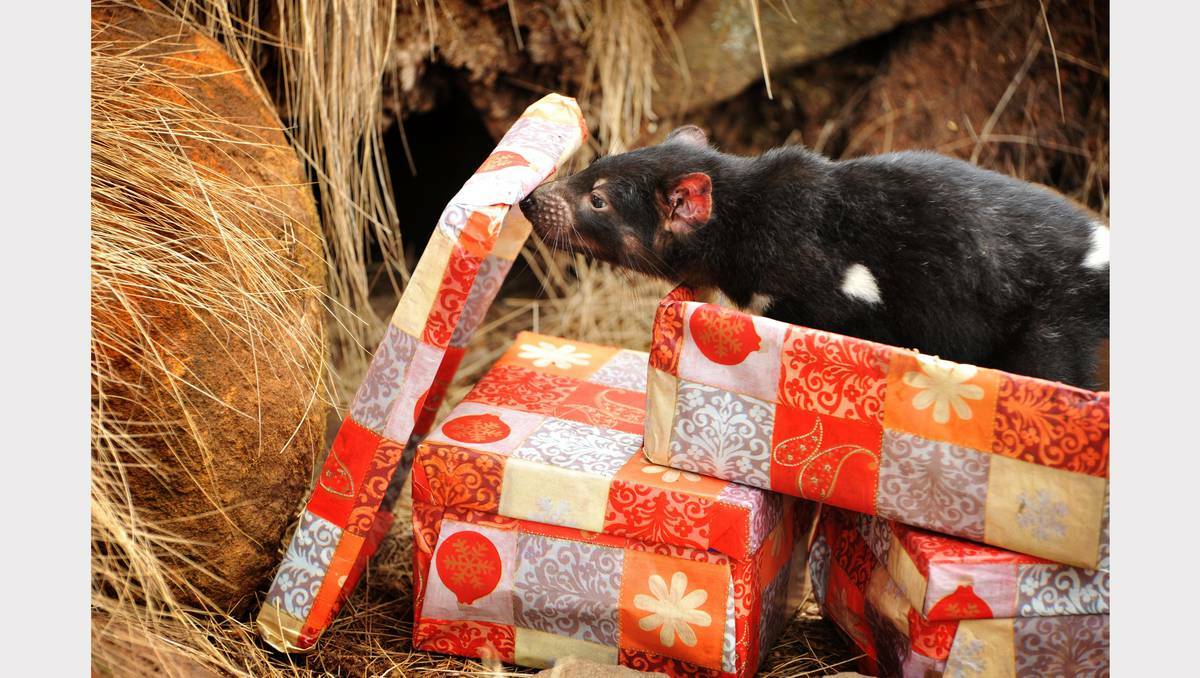 A three month old Tasmanian devil gets into the Christmas spirit at Trowunna Wildlife Park, Mole Creek. Photo: SCOTT GELSTON.