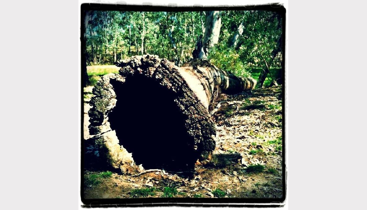 I spy with my little 'i' a Hollow log. by Naomi Dougall