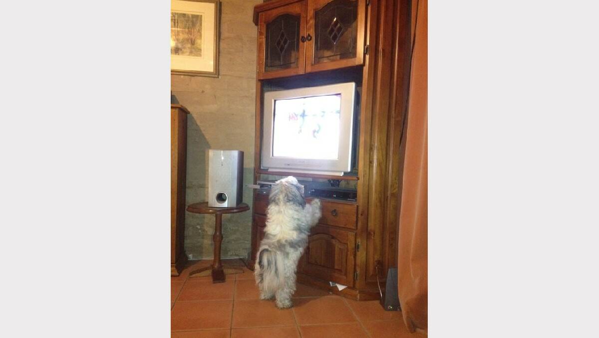 Toby watching Olympic Dressage. Who says they can't see TV. By Rick Mcwaters