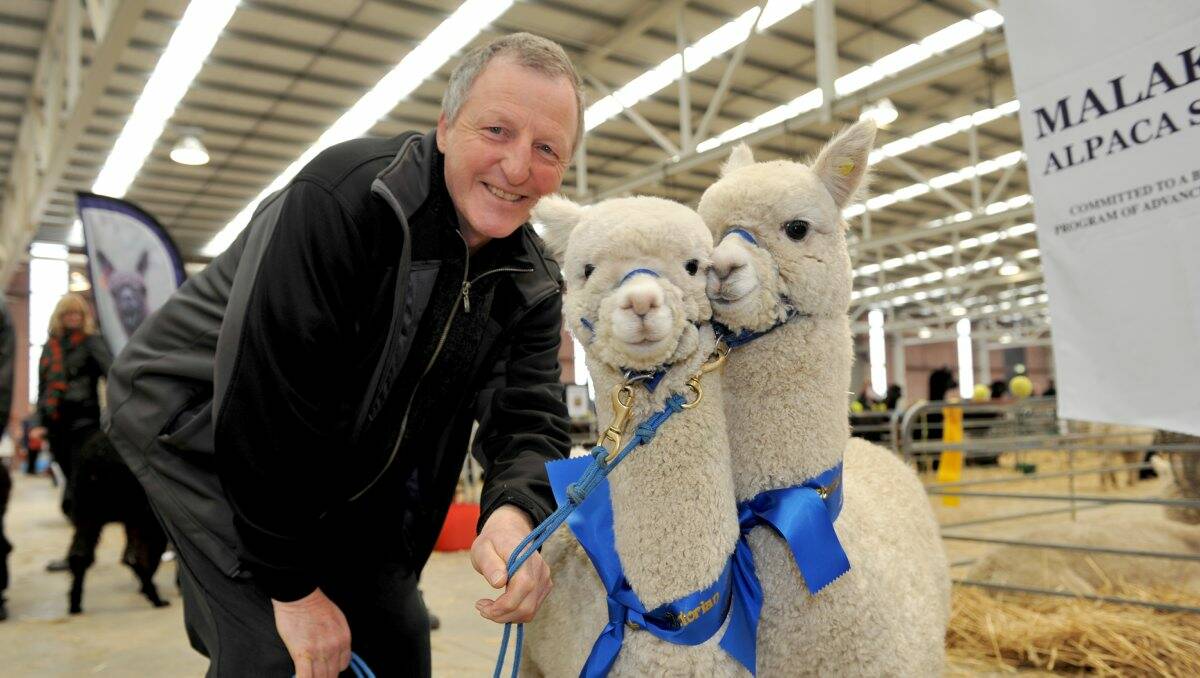 GOOD SHOW: David Kennett with his friend Jeffrey Farman’s alpacas, which took out first prize for size progeny. Picture: JULIE HOUGH