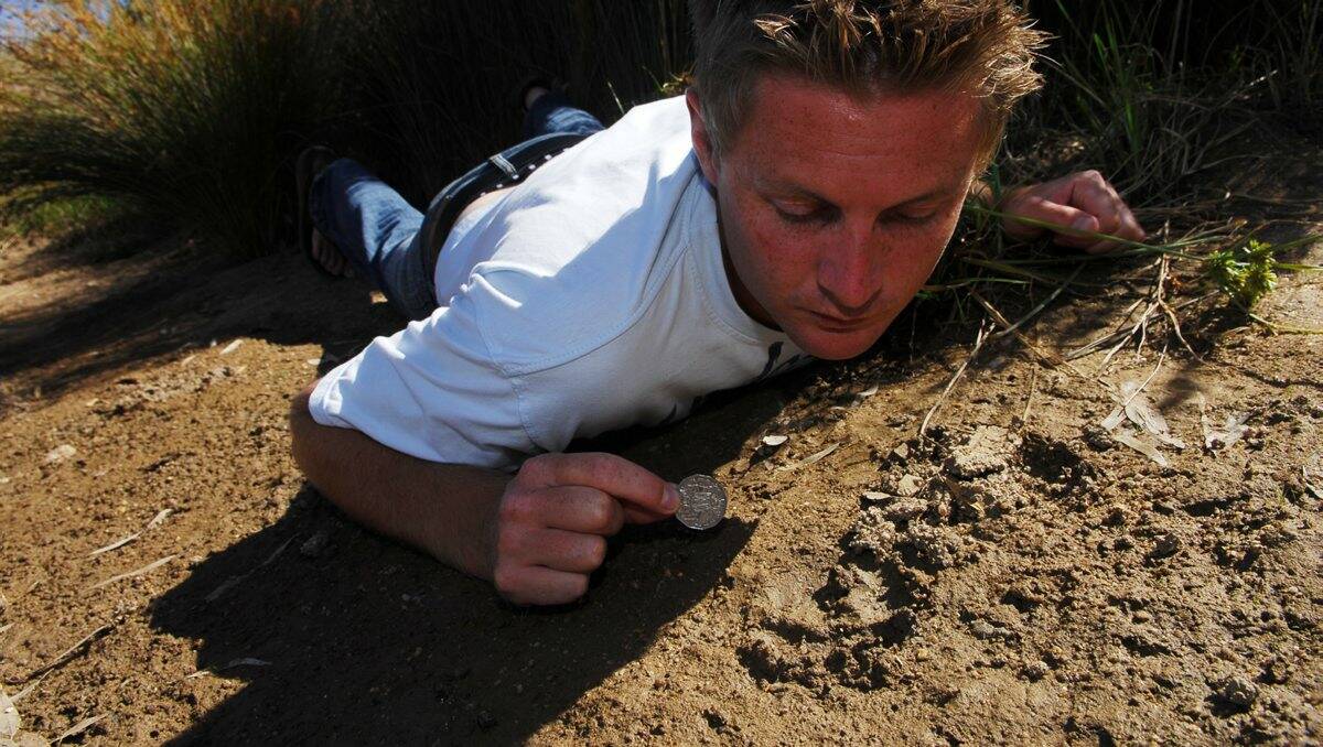 Harcourt Valley Vineyards' Kye Livingstone investigates a big paw print near the vineyard back in 2008, one of the reported cat tales the study was to look at. Picture: Brendan McCarthy