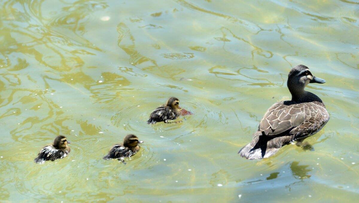 RESCUED: These ducklings were relocated from the Alexandra Fountain. Picture: JIM ALDERSEY