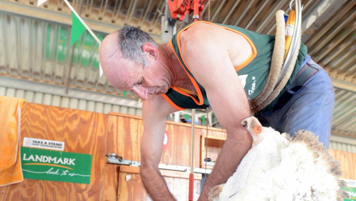 Fast hands: Bill Johnson shows off his shearing skills. Picture: Jim Aldersey