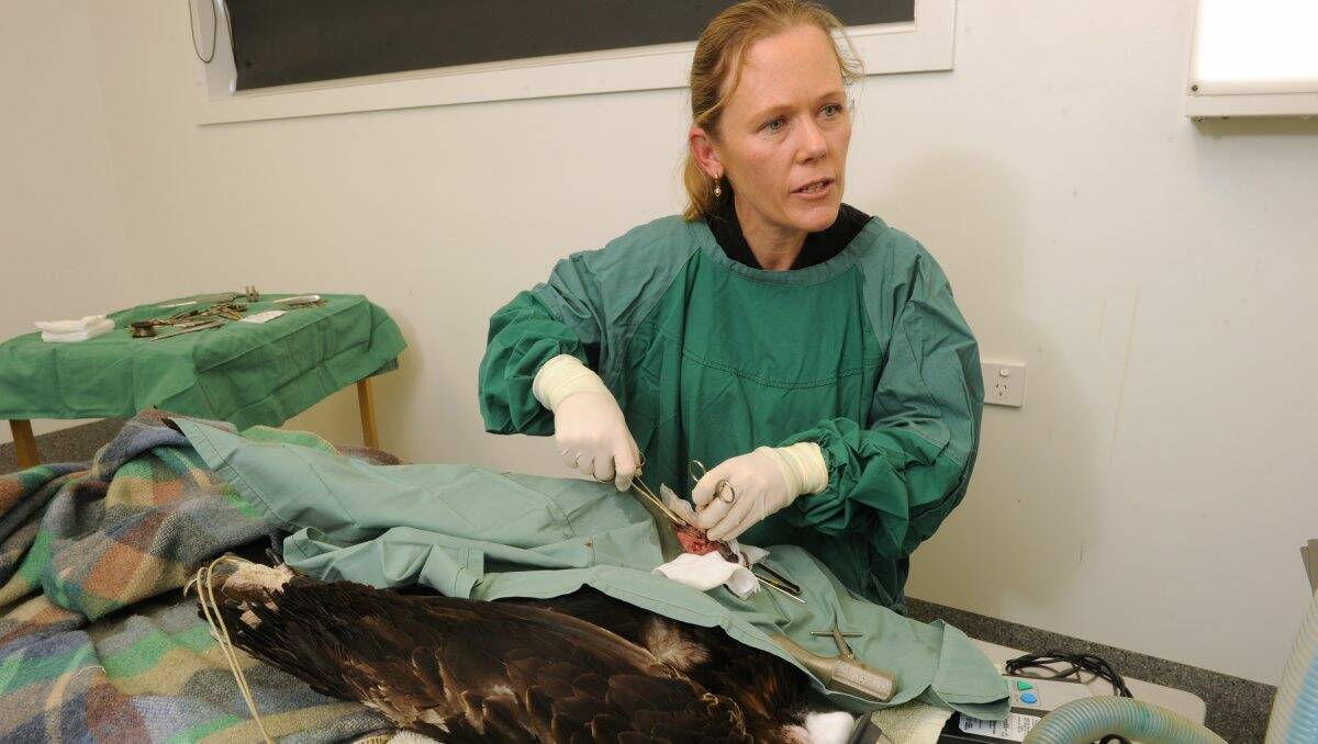 DELICATE WORK: Passionate Vetcare’s Kellie Anset operates on the wedge-tailed eagle’s damaged wing. Picture: PETER WEAVING