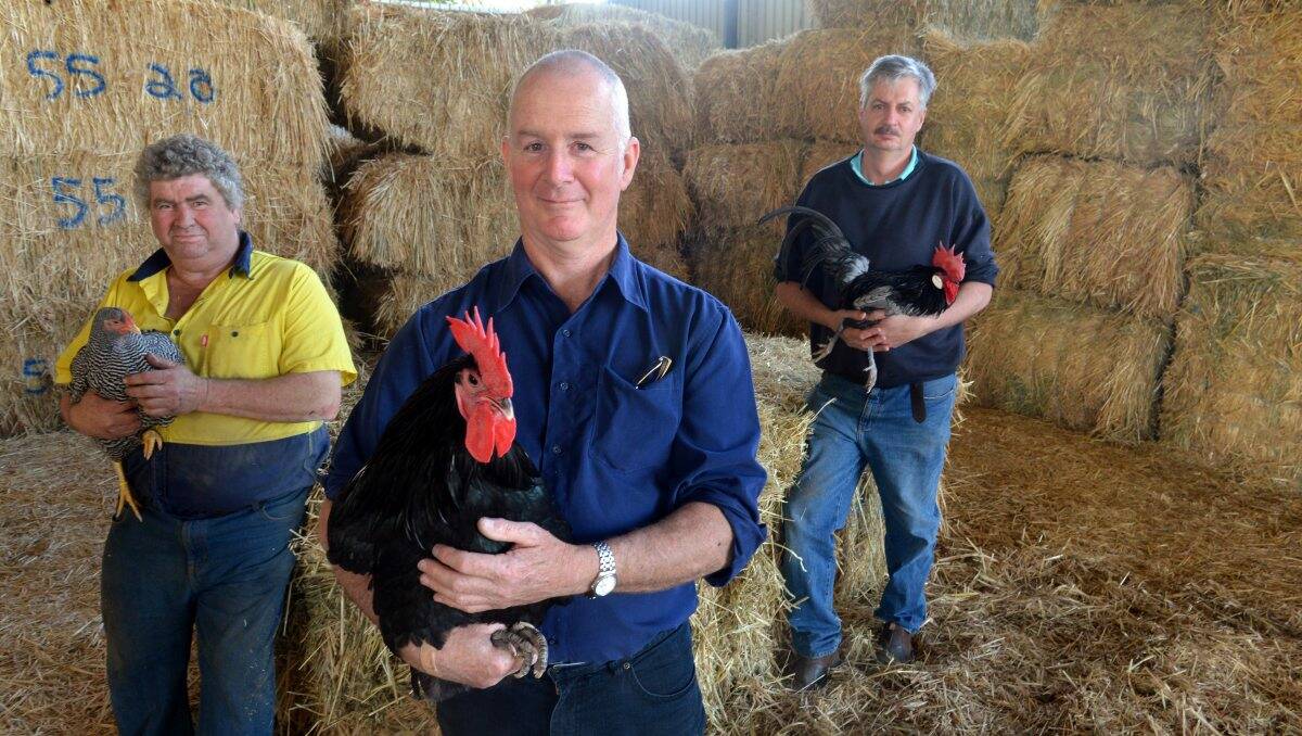 Crazy about chooks: Members of the new Central Victorian Poultry Club, from left, Mark Doherty, Doug Moulden (secretary) and David Pickles. The club aims to get youngsters interested in poultry. Picture: Brendan McCarthy