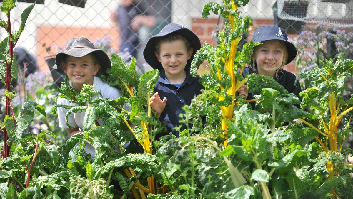 PROUD: Camp Hill students Ella Flavell, Senna Marseili and Paige Underwood among the vegetables. Picture: JODIE DONNELLAN