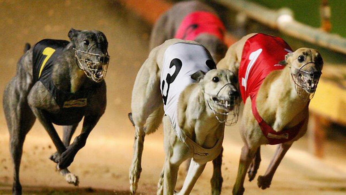Greyhounds to run twice a week at Bendigo