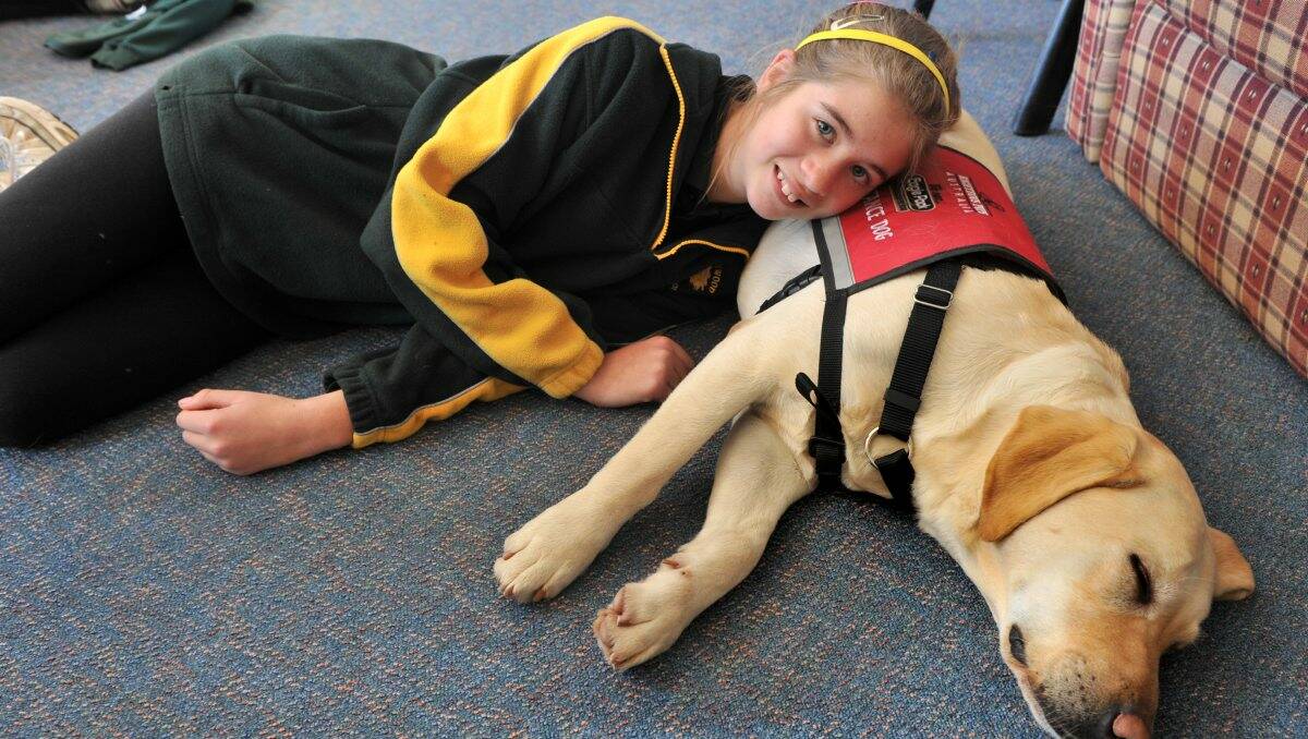 IN TRAINING: Student Olivia Saunderson, 12, and Pickles. Picture: PETER WEAVING