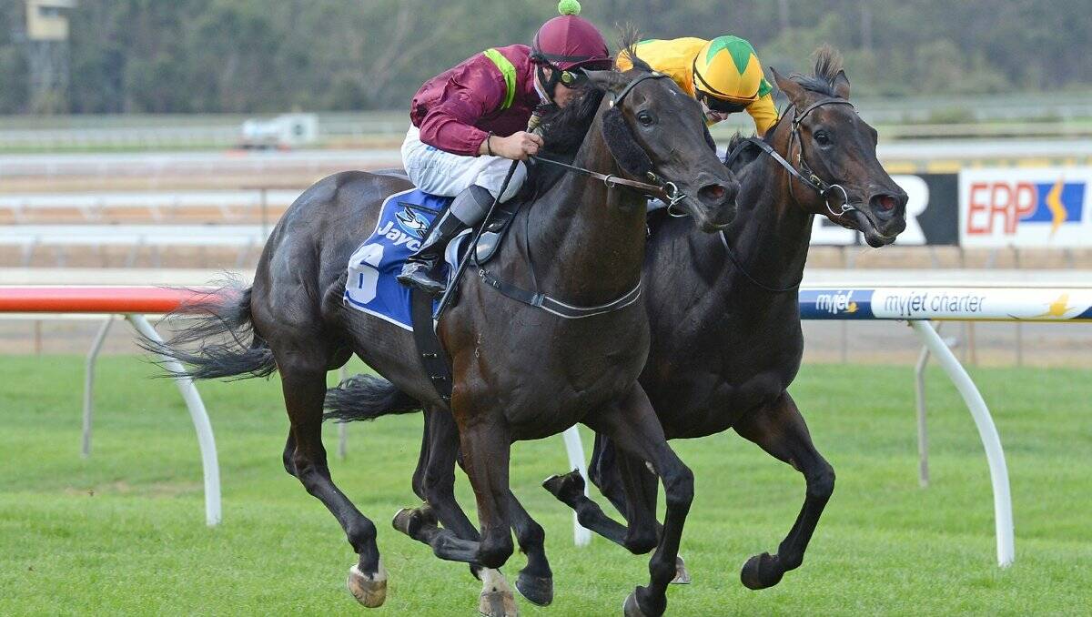 STRONG: Motto’s Gem storms home to win the Colin Browell Memorial at the Bendigo Jockey Club. Picture: SLICKPIX