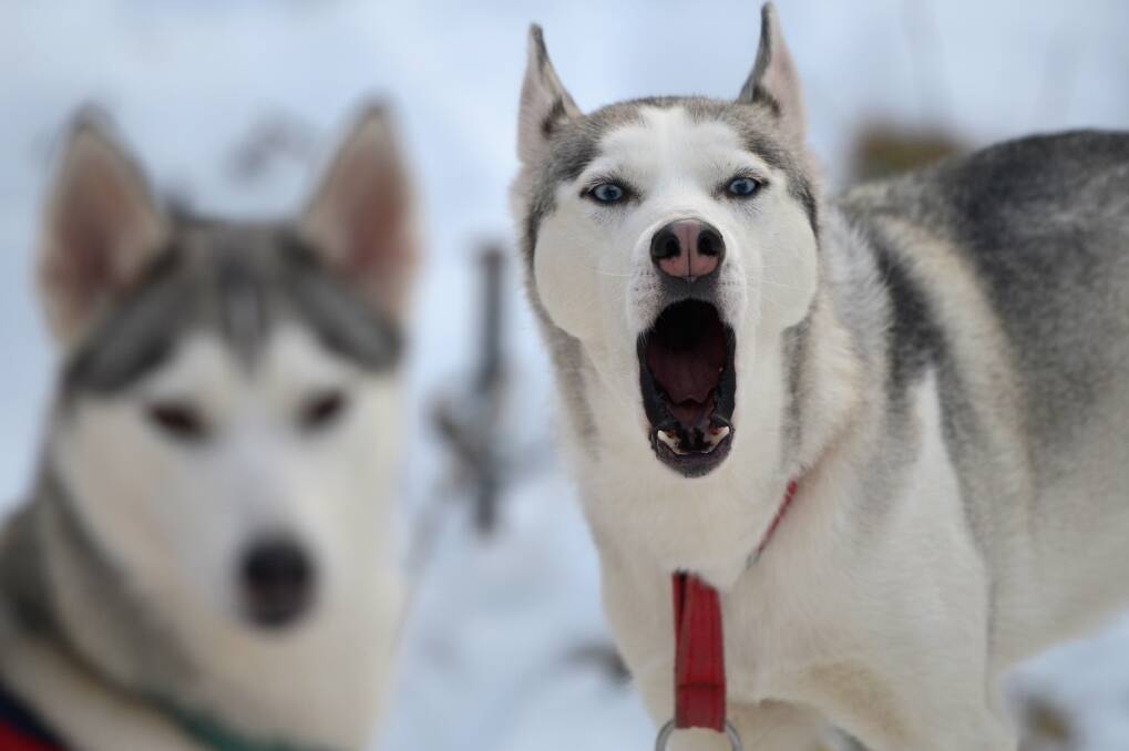 A husky howls during practice for the Aviemore Sled Dog Rally in Feshiebridge, Scotland. Photo by Jeff J Mitchell/Getty Images