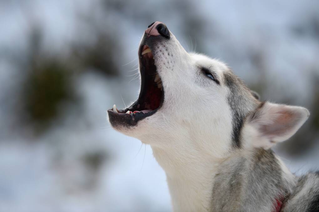 A husky howls during practice for the Aviemore Sled Dog Rally in Feshiebridge, Scotland. Photo by Jeff J Mitchell/Getty Images