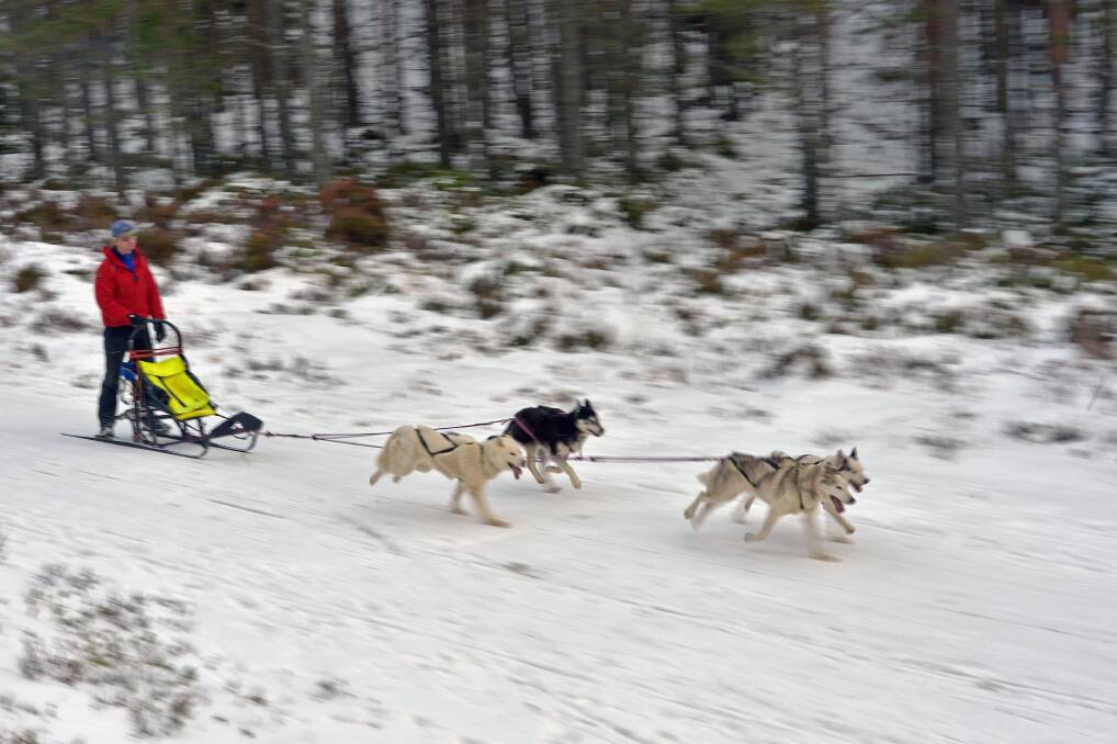  A man rides a sled pulled by huskies in a forest courses during practice for the Aviemore Sled Dog Rally in Feshiebridge, Scotland. Photo by Jeff J Mitchell/Getty Images