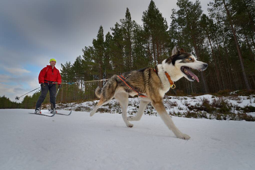 Tim Suggars skies behind a husky during practice for the Aviemore Sled Dog Rally in Feshiebridge, Scotland. Photo by Jeff J Mitchell/Getty Images