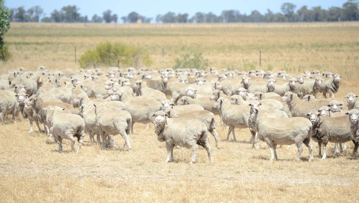 Sheep on the Stuart farm at Serpentine. Picture: Jim Aldersey