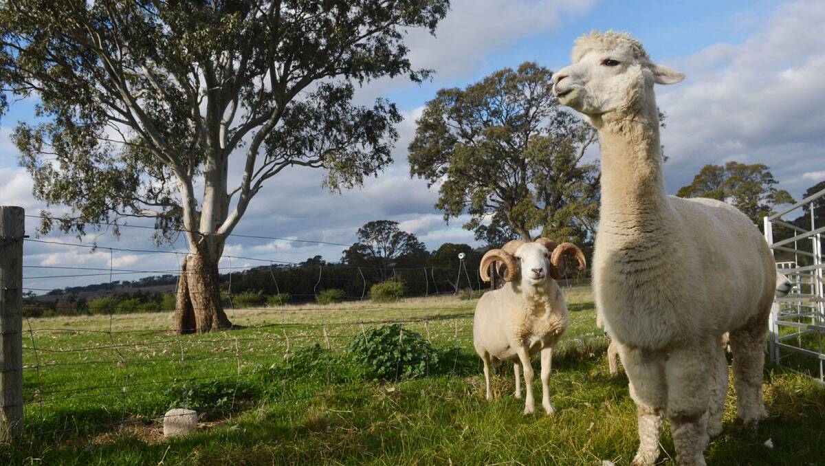 Protecting the herd: Twinkle stands guard over the sheep. Picture: BRENDAN McCARTHY