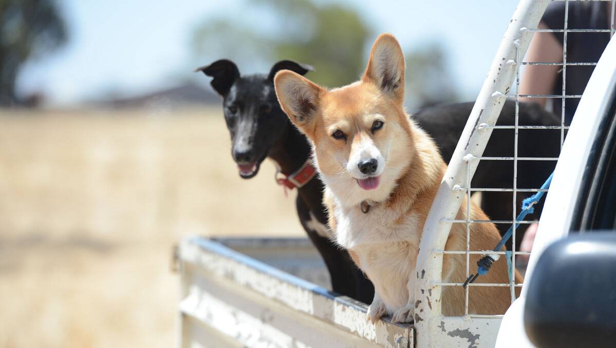 Charlie and Lilly in the back of the ute. Picture: Jim Aldersey