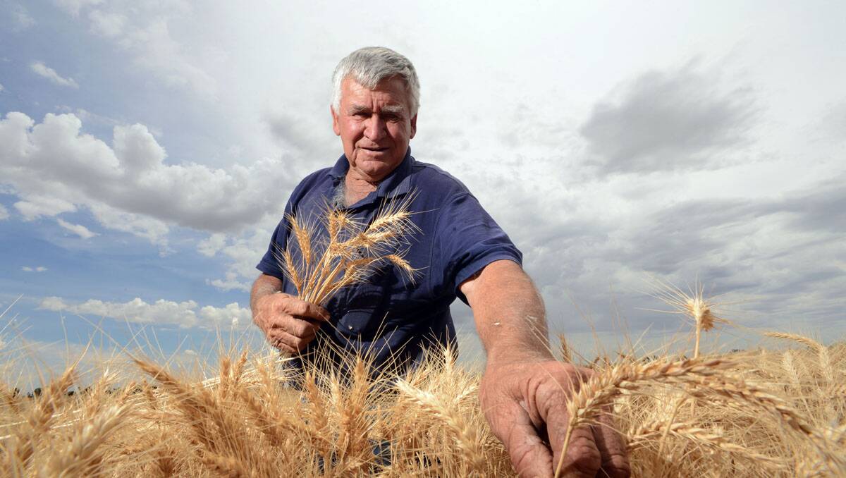 Farmer Geoff Elliott checks out his wheat. Picture: Jim Aldersey