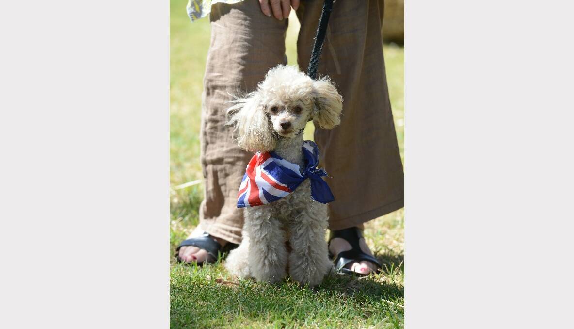 Australia Day celebrations at Lake Weeroona. Chocolate the dog. Picture: Jim Aldersey