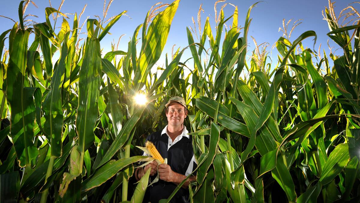 Diversify: Scott Anderson has 50 hectares of corn this season. Picture: Justin McManus