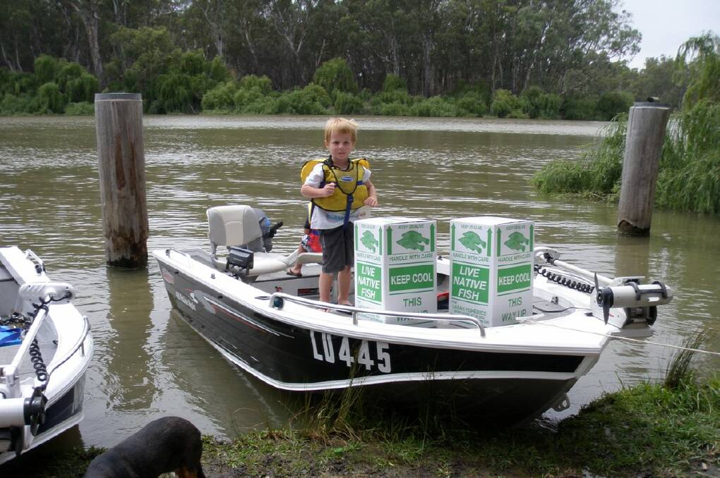 KEEN: Wilbur Martin, 3, readies a stocked boat of fingerlings to be released into the Murray River. Pictures: SUPPLIED