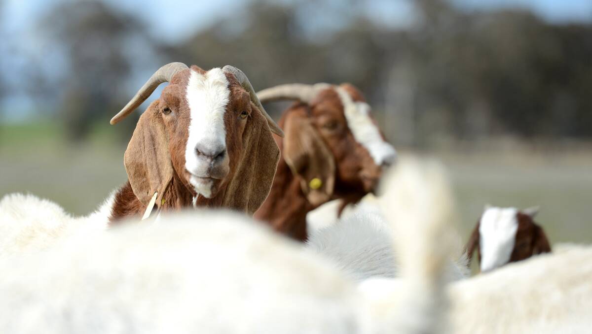 Boer goats on Martin Saul's farm at Dunolly. Picture: Jim Aldersey