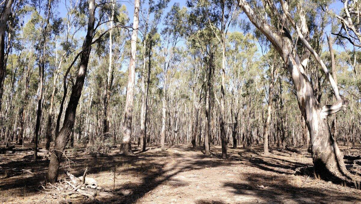 FIRE RISK: Barmah State Park Forest. Picture: FAIRFAX
