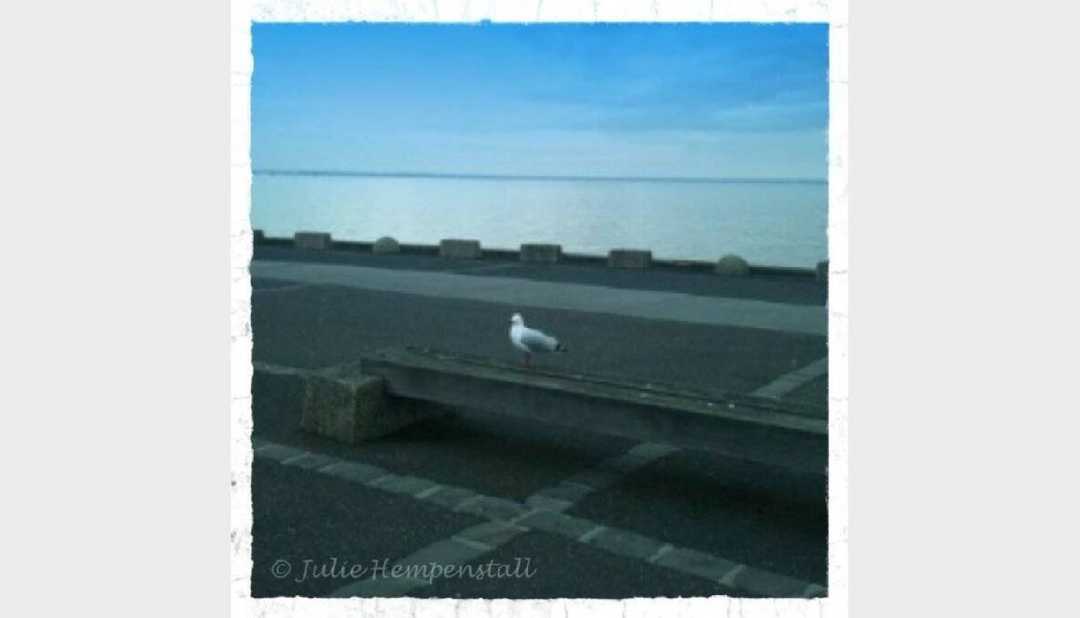 Seagull. Picture: Julie Hempenstall