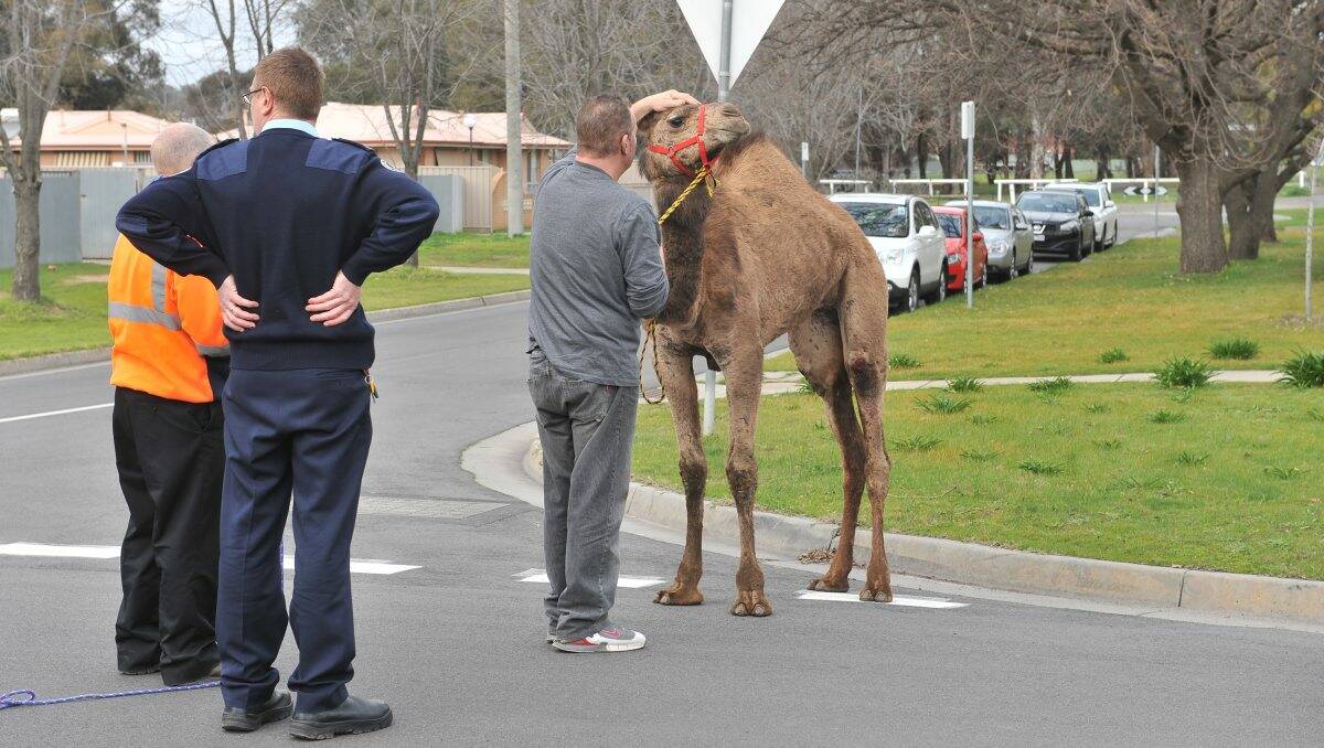 Camel whispering continues. Picture: Brian Semmens
