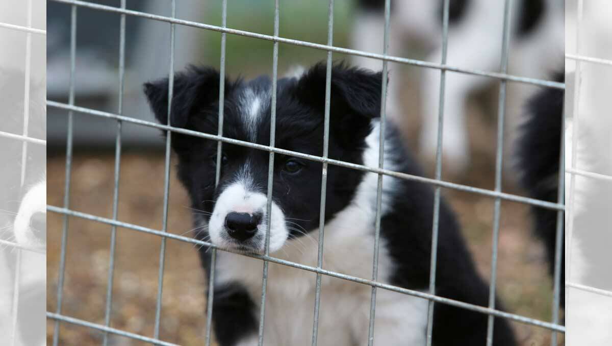 A border collie pup that just wants to start working. Picture: Peter Weaving